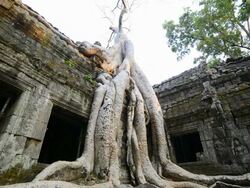 MS Giant strangler fig tree roots at Ta Prohm temple / Angkor Wat, Siem Reap, Cambodia Stock Footage