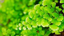 Movement of Flower in the garden Stock Footage