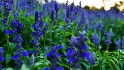 Fields of Blue Salvia flower in the evening light. Stock Footage