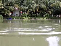 Pop fish in pond. Stock Footage