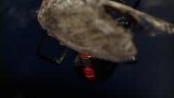 A black widow spider attacks a moth trapped in its web. Stock Footage