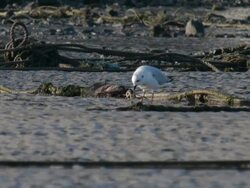 Laughing gulls are searching prey and eating lugworm Stock Footage
