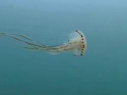 Jellyfish Stock Footage