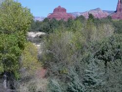 Sedona forest zoom Stock Footage
