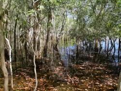MS PAN View of Mangrove swamp on tiwi islands / Northern Territory, Australia Stock Footage