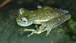 Maria's Giant Glass Frog (Nymphargus mariae) on a leaf in the rainforest, Ecuador Stock Footage