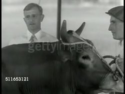 Annual Field Day drama bulls Instructional Video