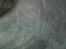 Spirostomum moving Stock Footage