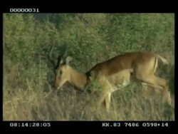 MCU Impala (Aepyceros melampus) stags x2 fighting, during rut, through bush Stock Footage