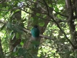 Female Quetzal in the Rain Forest Stock Footage