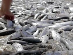 Lots of Fish Stock Footage