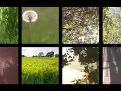 Summertime composite Stock Footage