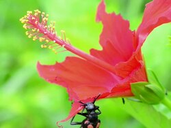 Beetle eating red flower Stock Footage