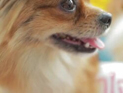 Close up of Dog head Stock Footage