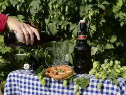 MS Pouring beer in hop garden / Mainburg, Bavaria, Germany Stock Footage