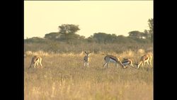 Animals in Natural Habitats in Botswana News Clip