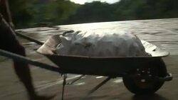 VOICED : Torrential rains in Bolivia leave thousan News Clip