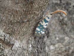 Fulgora candelaria Linnaeus Stock Footage