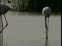 MCU Flamingos walking through frame, grazing, Gujarat, India Stock Footage
