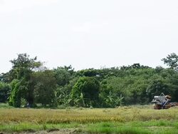 Tractor harvesting rice Stock Footage