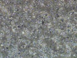 Human sperm, masses swimming around, wide locked off Stock Footage