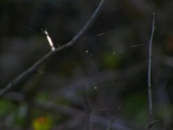 Spider's web Stock Footage