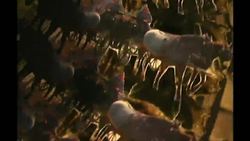 TED: The forgotten art of the zoetrope | eric Dyer Instructional Video