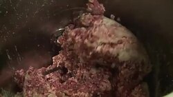 CLEAN : FILE Processed meat can lead to cancer red meat a risk WHO News Clip