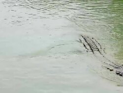 Crocodile Stock Footage