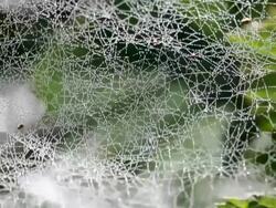 MS Shot of spiderweb with dew drops / Saarburg, Rhineland-Palatinate, Germany  Stock Footage