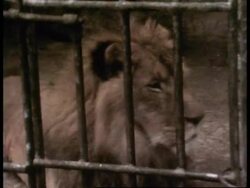 Princess Anne In Ethiopia, Queen In Australia News Clip