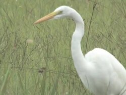 White egret 110 Stock Footage