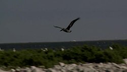 Brown pelicans fly over a shoreline where others roost. Stock Footage