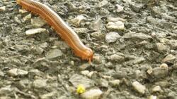 millipede Stock Footage