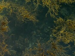 Seaweed Stock Footage