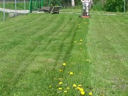 Lawn Mower Stock Footage
