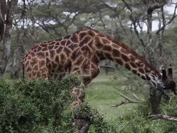 CU Maasai Giraffes  (Giraffa camelopardalis tippelskirchi) eating Acacia treetop Stock Footage