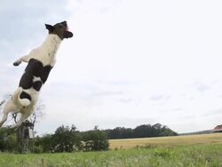 HD SUPER SLOW-MO: Acrobatic Dog In The Action Stock Footage