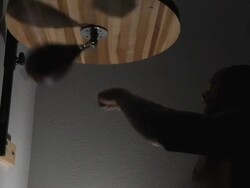 speed bag silhouette-low angle Stock Footage