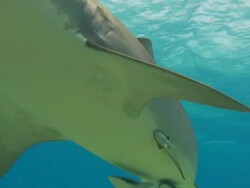 Tiger shark, Galeocerdo cuvier, swims over camera, Bahamas  Stock Footage