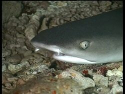 CU Juvenile White Tip Reef Shark (Triaenodon obesus) resting on seafloor, Malaysia Stock Footage