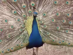 Peacock in the spring. Stock Footage