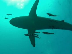 Silky shark swim by silhouette, Saudi Arabia, Gulf  Stock Footage