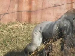 Gorilla feeding Stock Footage