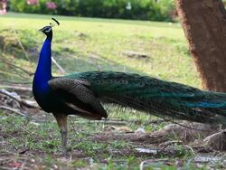 Peacock Stock Footage