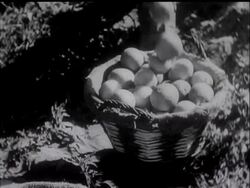 ORANGES FOR ALL? - News Clip