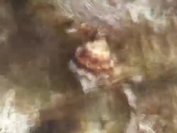 Hermit crab  under the waves Stock Footage