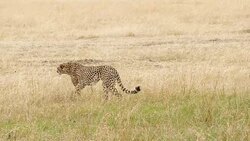 Cheetahs Hunting / preying Stock Footage