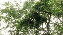 Orangutans and gorillas at home in Jakarta primate centre News Clip