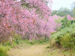 Pink Cherry Blossoms in Spring Season Stock Footage